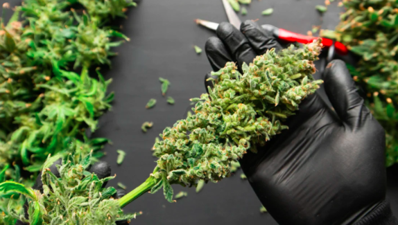 how to trim cannabis