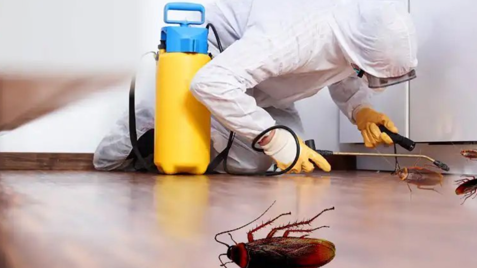 Cockroach Control Services in Toronto Your Guide to Eliminating Cockroach Infestations