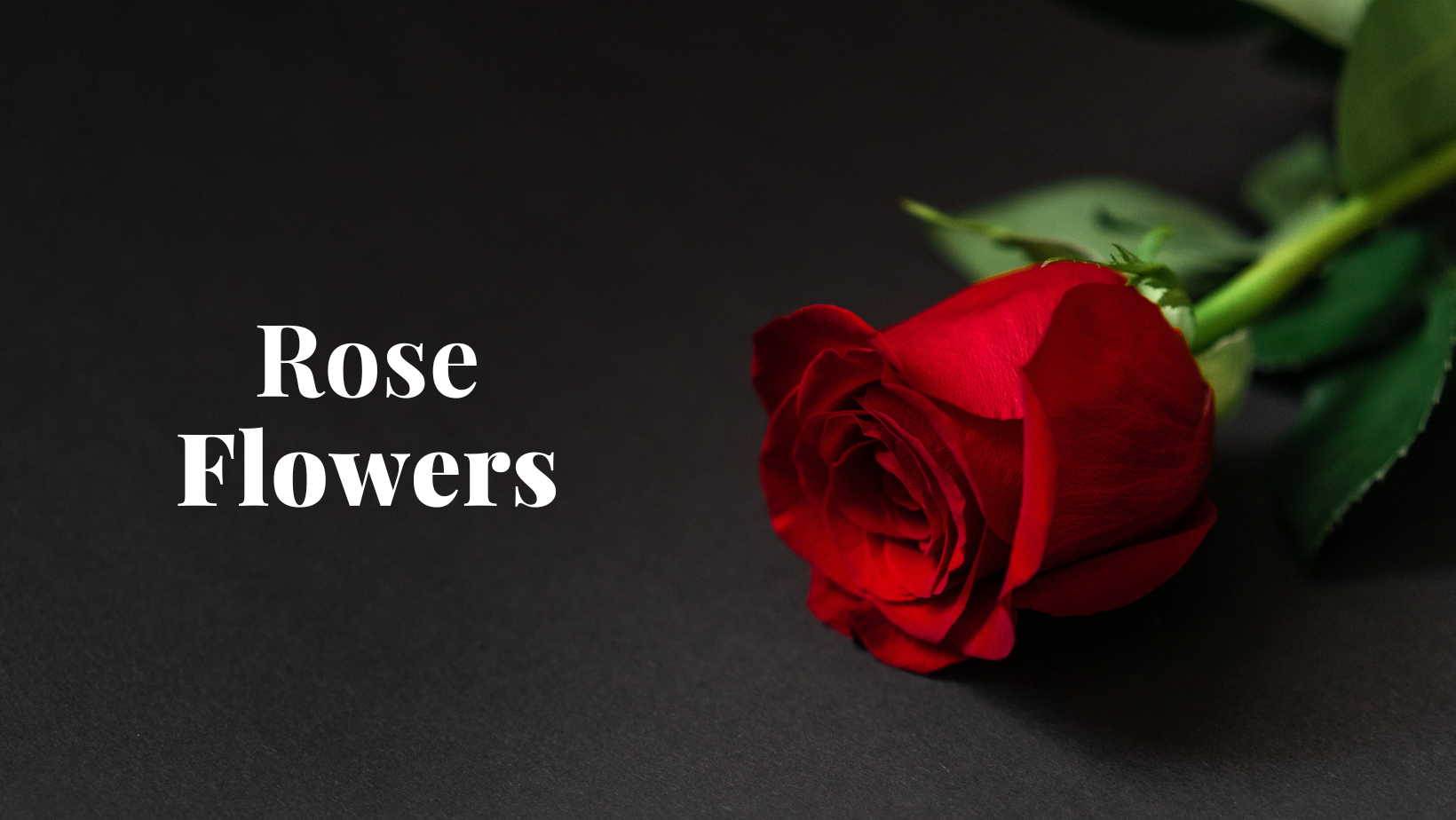 Rose Flower Gifting Guide