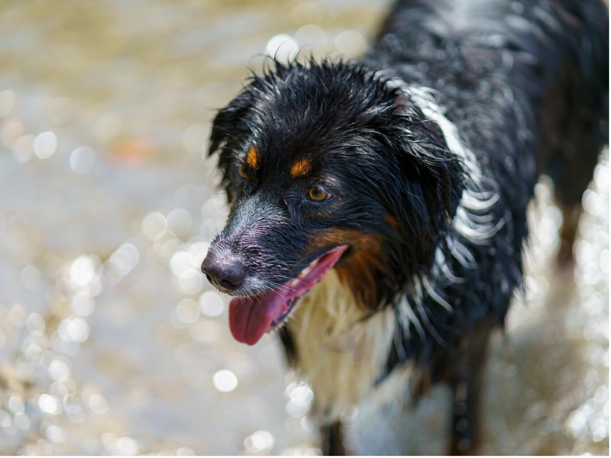 A black cavalier king opened his mouth with his wet hairs.