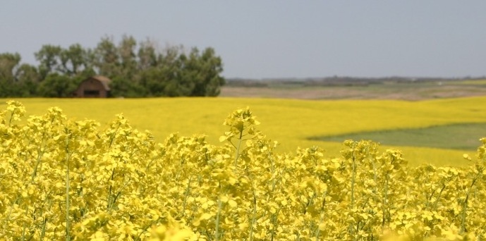 canola herbicides