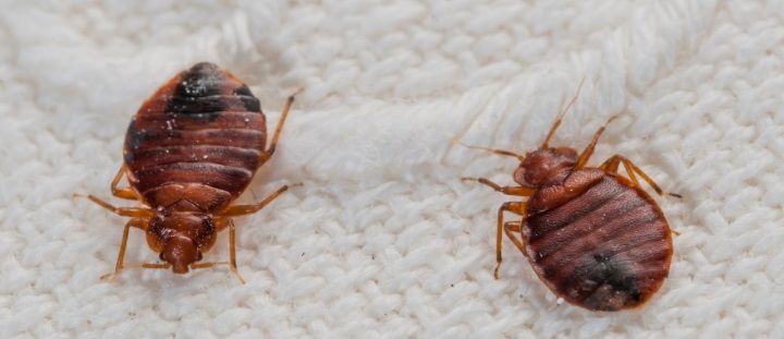 Effective Termite Control Services & Bed Bug Spray Services