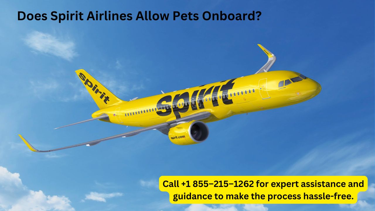 spirit airlines pet policy