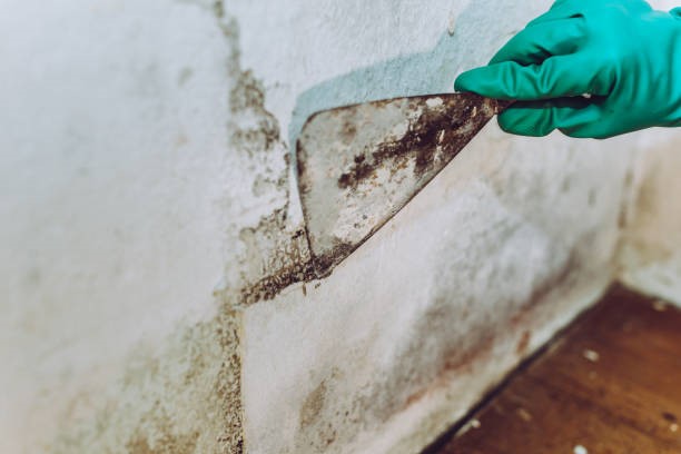 Mold Test Companies Near Me in Lakewood Ranch