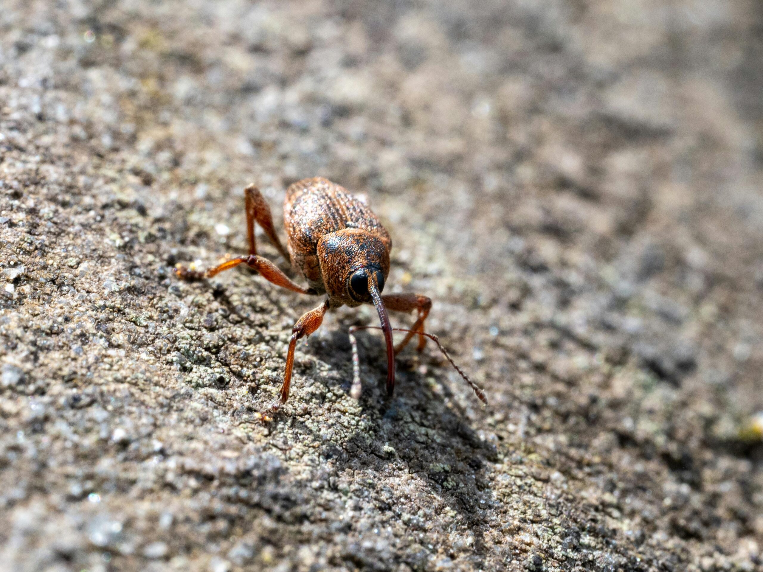 How to Prevent Bed Bugs from Spreading