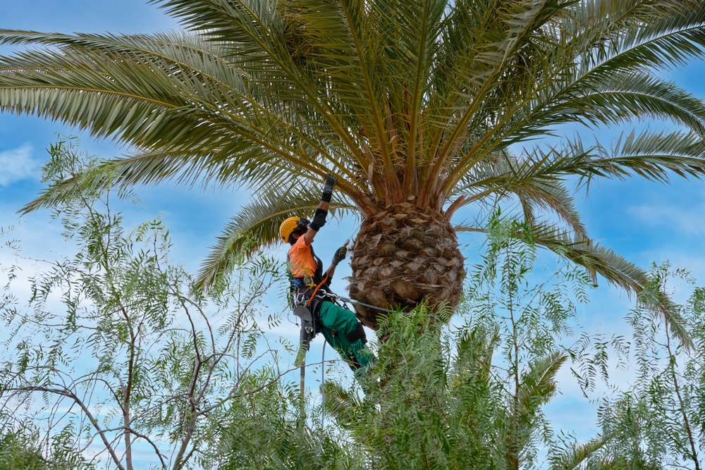 tree pruning