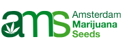 marijuana seeds